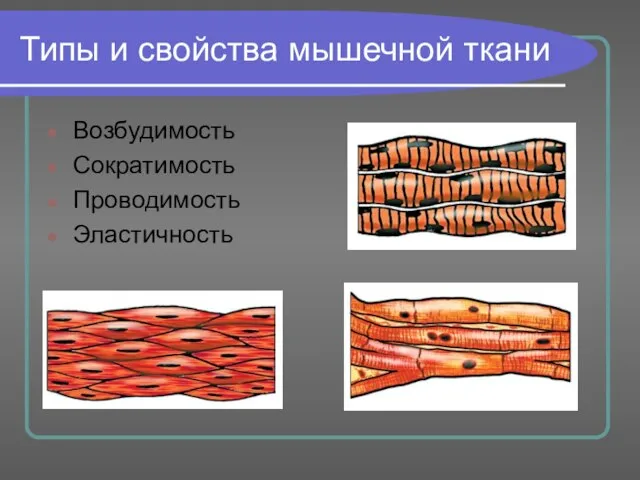 Типы и свойства мышечной ткани Возбудимость Сократимость Проводимость Эластичность