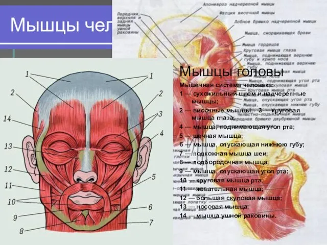Мышцы человеческого тела Мышцы головы Мышцы головы Мышечная система человека: 1 —
