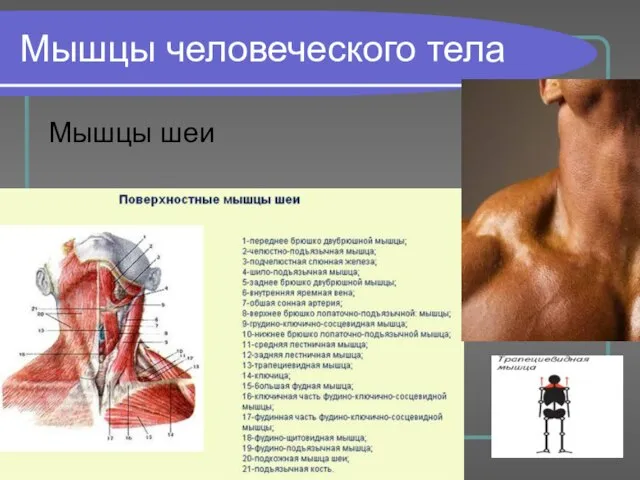 Мышцы человеческого тела Мышцы шеи