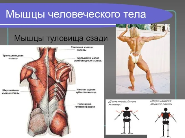 Мышцы человеческого тела Мышцы туловища сзади