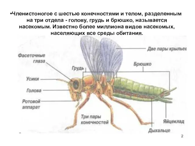 Членистоногое с шестью конечностями и телом, разделенным на три отдела - голову,