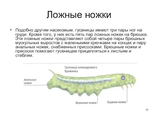 Ложные ножки Подобно другим насекомым, гусеницы имеют три пары ног на груди.