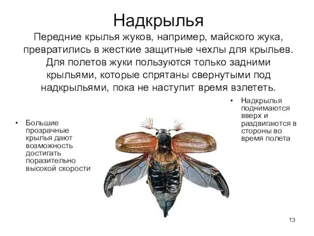Надкрылья Передние крылья жуков, например, майского жука, превратились в жесткие защитные чехлы