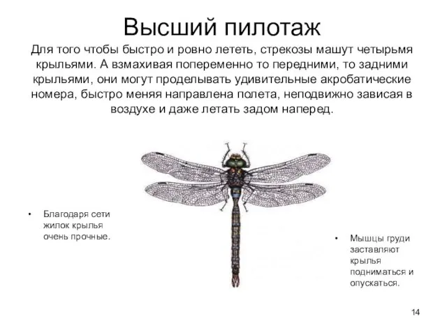 Высший пилотаж Для того чтобы быстро и ровно лететь, стрекозы машут четырьмя