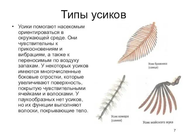 Типы усиков Усики помогают насекомым ориентироваться в окружающей среде. Они чувствительны к