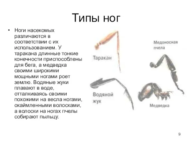 Типы ног Ноги насекомых различаются в соответствии с их использованием. У таракана