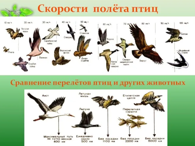 Скорости полёта птиц Сравнение перелётов птиц и других животных