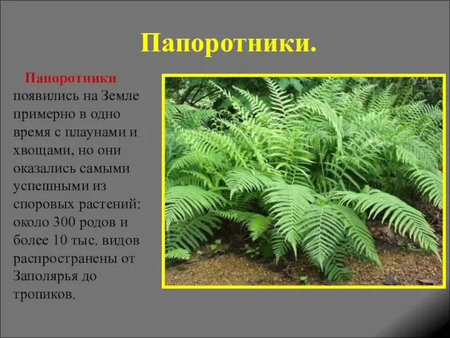 Папоротники. Папоротники появились на Земле примерно в одно время с плаунами и