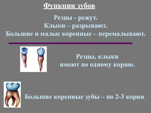 Функции зубов Резцы - режут. Клыки – разрывают. Большие и малые коренные