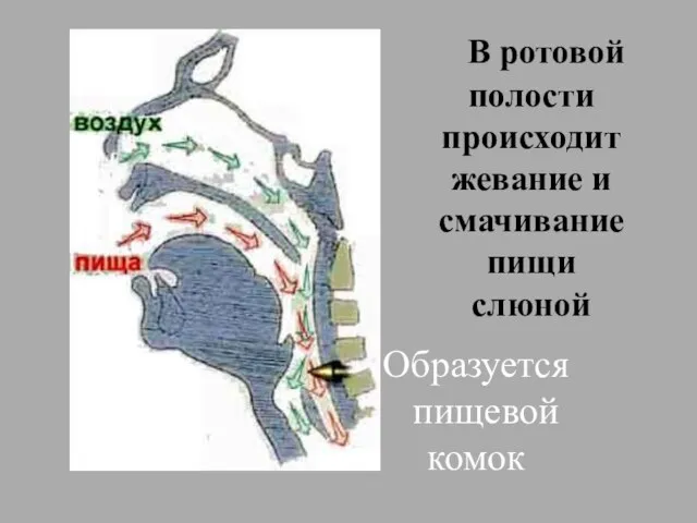 В ротовой полости происходит жевание и смачивание пищи слюной Образуется пищевой комок