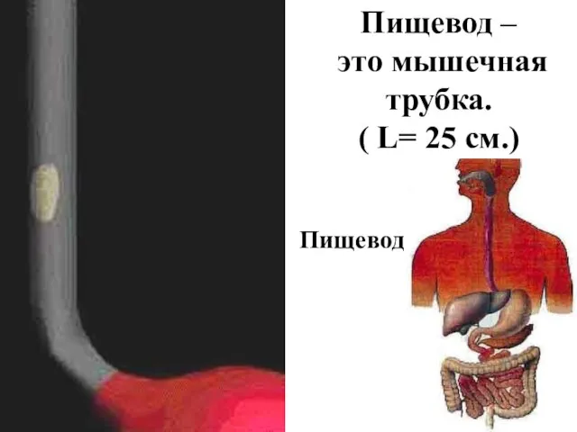 Пищевод Пищевод – это мышечная трубка. ( L= 25 см.)