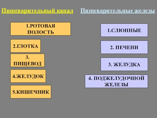 1.РОТОВАЯ ПОЛОСТЬ 2.ГЛОТКА 3.ПИЩЕВОД 4.ЖЕЛУДОК 5.КИШЕЧНИК Пищеварительный канал 1.СЛЮННЫЕ 2. ПЕЧЕНИ 3.