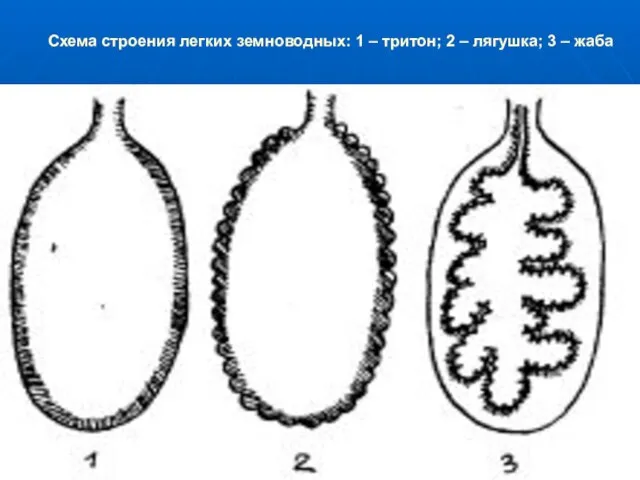 Схема строения легких земноводных: 1 – тритон; 2 – лягушка; 3 – жаба