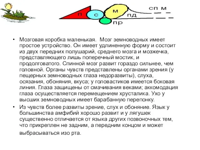 Мозговая коробка маленькая. Мозг земноводных имеет простое устройство. Он имеет удлиненную форму