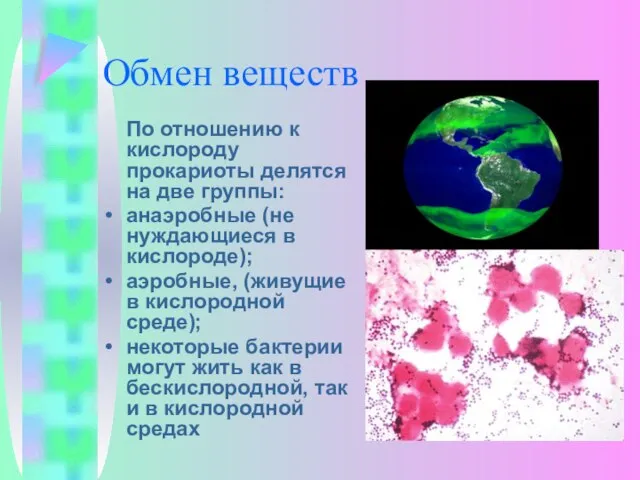 Обмен веществ По отношению к кислороду прокариоты делятся на две группы: анаэробные