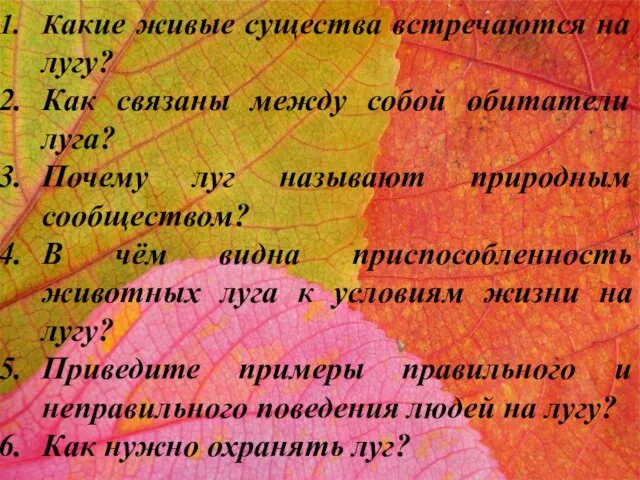 Какие живые существа встречаются на лугу? Как связаны между собой обитатели луга?