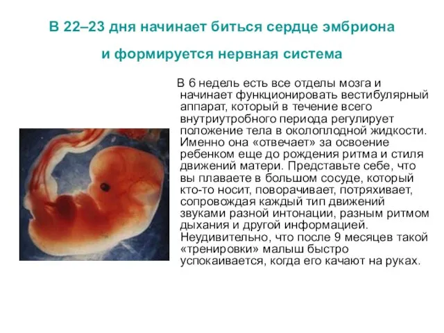 В 22–23 дня начинает биться сердце эмбриона и формируется нервная система В