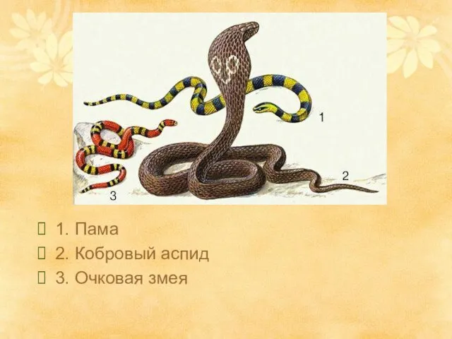 1. Пама 2. Кобровый аспид 3. Очковая змея