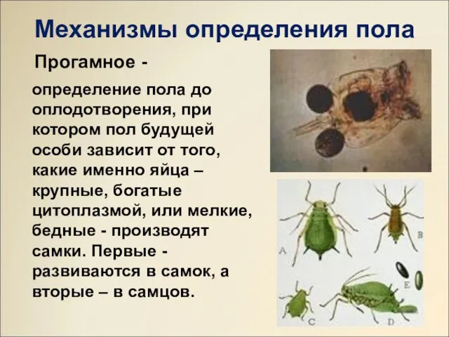 Механизмы определения пола определение пола до оплодотворения, при котором пол будущей особи