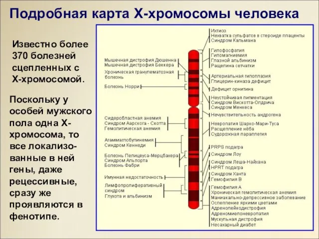 Известно более 370 болезней сцепленных с Х-хромосомой. Поскольку у особей мужского пола