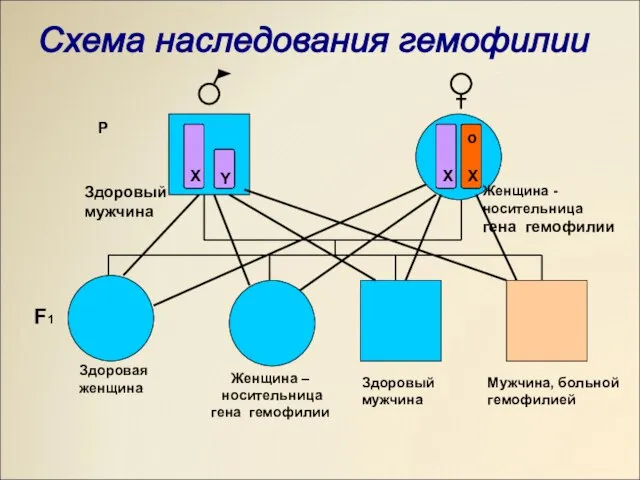 Схема наследования гемофилии X Y X O X X X X o