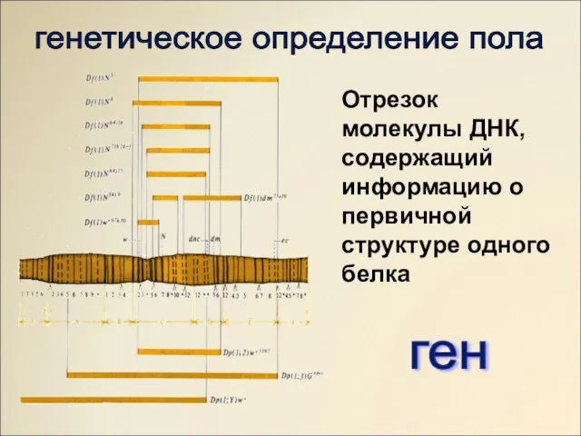 ген генетическое определение пола Отрезок молекулы ДНК, содержащий информацию о первичной структуре одного белка