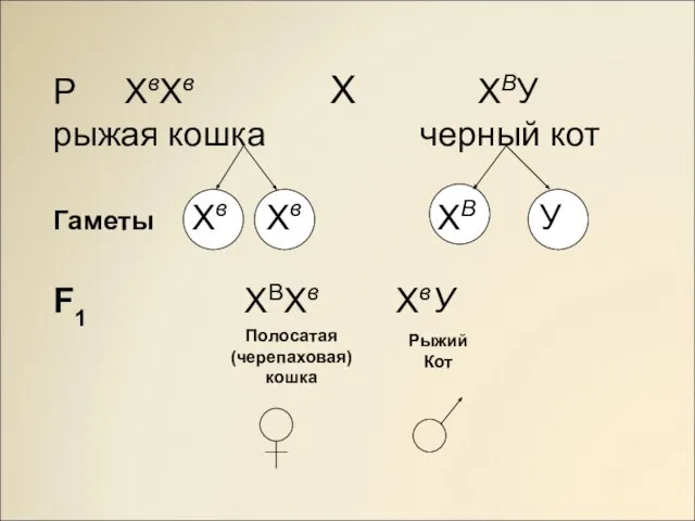 Р ХвХв Х ХВУ рыжая кошка черный кот Гаметы Хв Хв ХВ