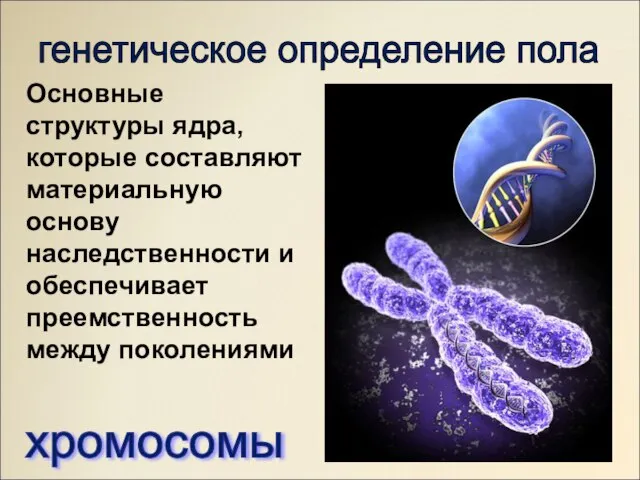 генетическое определение пола Основные структуры ядра, которые составляют материальную основу наследственности и