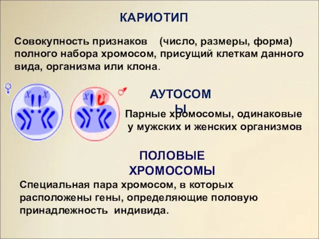 АУТОСОМЫ ПОЛОВЫЕ ХРОМОСОМЫ КАРИОТИП Совокупность признаков (число, размеры, форма) полного набора хромосом,