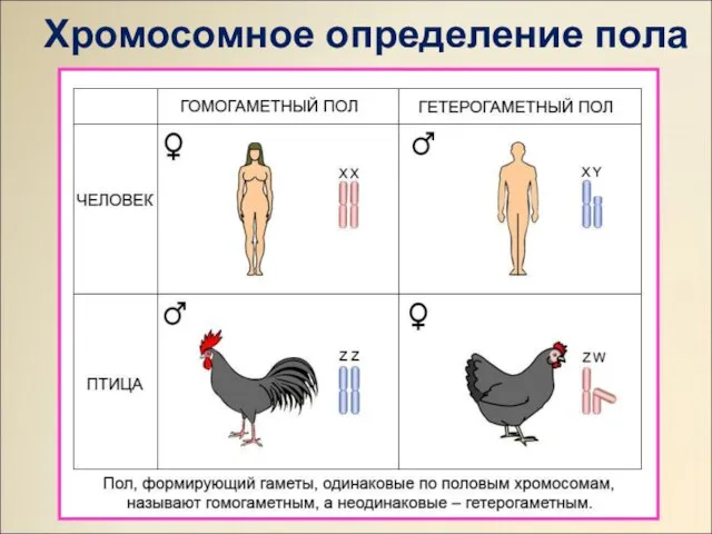 Хромосомное определение пола