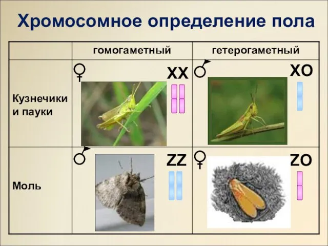 ХХ ZZ ХO ZO Хромосомное определение пола