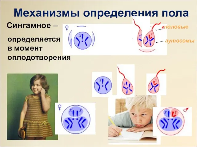 Механизмы определения пола определяется в момент оплодотворения Сингамное –