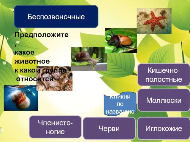 Беспозвоночные Кишечно-полостные Черви Моллюски Членисто-ногие Иглокожие Предположите, какое животное к какой группе относится Кликни по названию