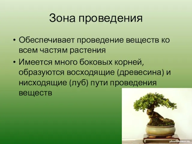 Зона проведения Обеспечивает проведение веществ ко всем частям растения Имеется много боковых