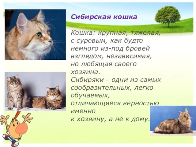 Сибирская кошка Кошка: крупная, тяжелая, с суровым, как будто немного из-под бровей