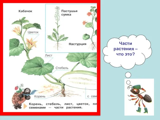 Части растения – что это?