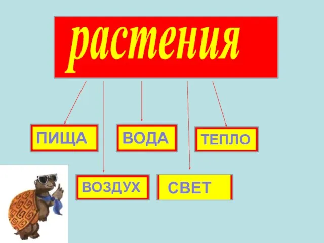 ПИЩА ВОДА ТЕПЛО ВОЗДУХ СВЕТ растения