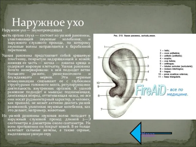 Наружное ухо — звукопроводящая часть органа слуха — состоит из ушной раковины,