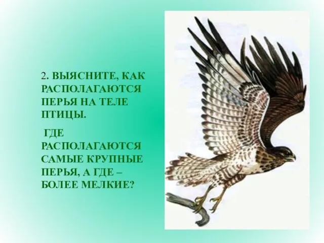 2. ВЫЯСНИТЕ, КАК РАСПОЛАГАЮТСЯ ПЕРЬЯ НА ТЕЛЕ ПТИЦЫ. ГДЕ РАСПОЛАГАЮТСЯ САМЫЕ КРУПНЫЕ