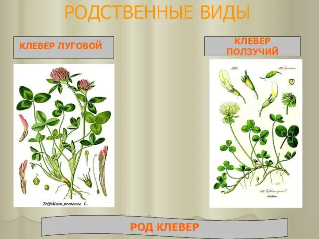 РОДСТВЕННЫЕ ВИДЫ КЛЕВЕР ЛУГОВОЙ КЛЕВЕР ПОЛЗУЧИЙ РОД КЛЕВЕР