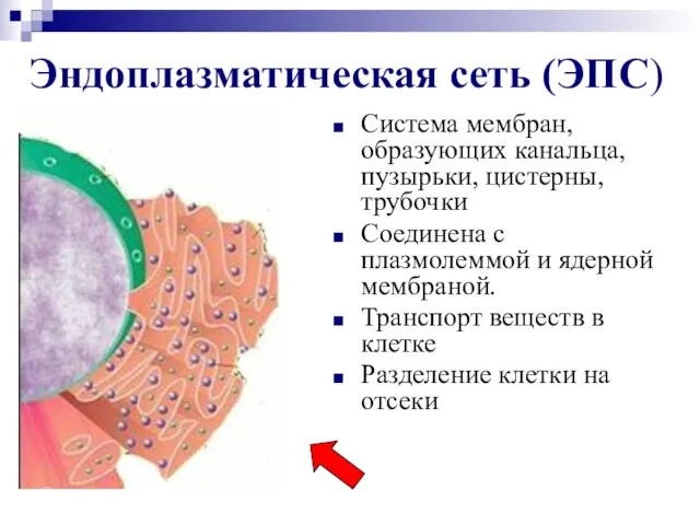 Эндоплазматическая сеть (ЭПС) Система мембран, образующих канальца, пузырьки, цистерны, трубочки Соединена с