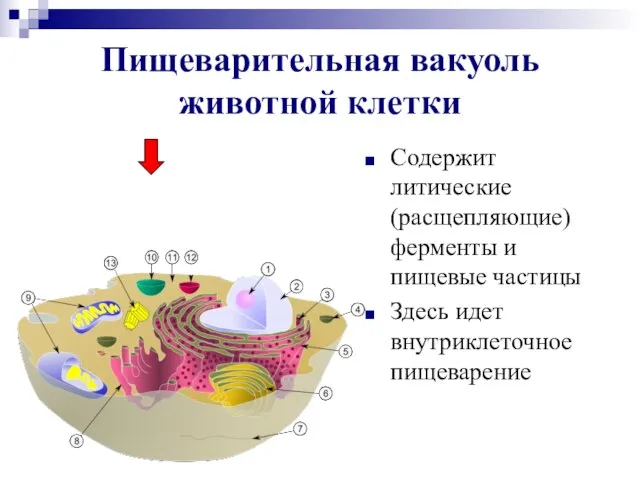 Пищеварительная вакуоль животной клетки Содержит литические (расщепляющие) ферменты и пищевые частицы Здесь идет внутриклеточное пищеварение