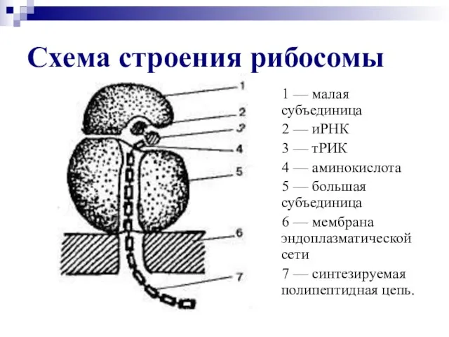 Схема строения рибосомы 1 — малая субъединица 2 — иРНК 3 —