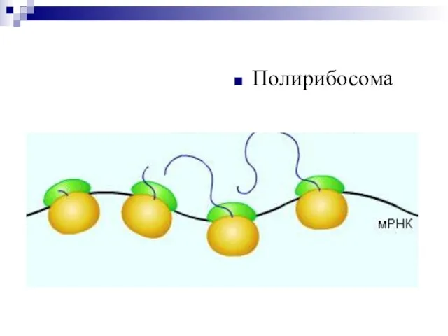 Полирибосома