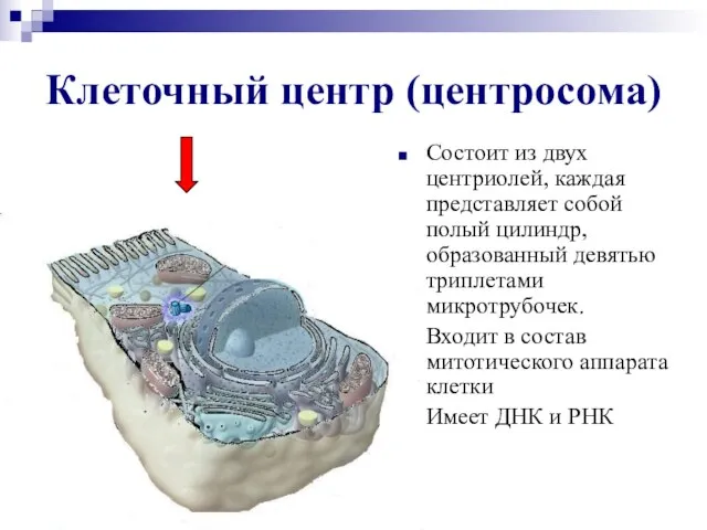 Клеточный центр (центросома) Состоит из двух центриолей, каждая представляет собой полый цилиндр,