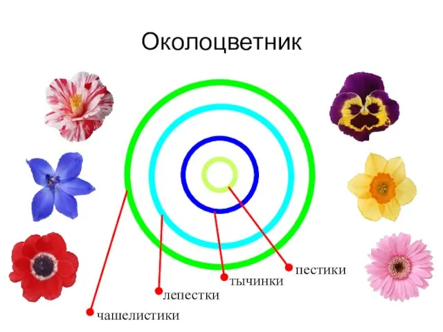 Околоцветник