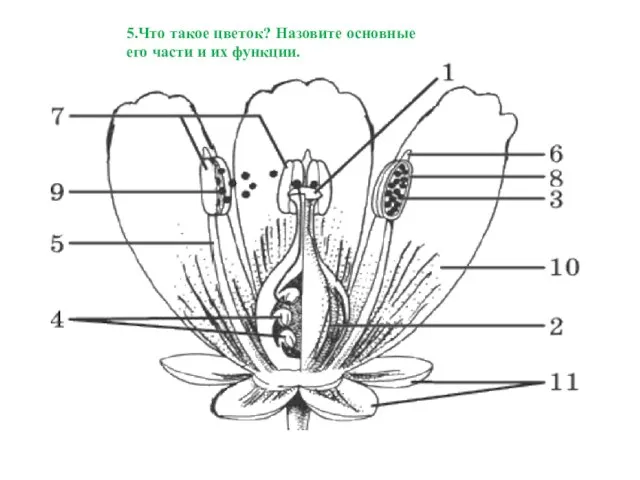 5.Что такое цветок? Назовите основные его части и их функции.