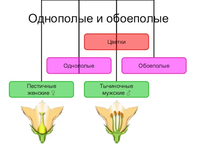 Однополые и обоеполые