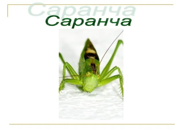 Саранча