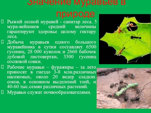 Значение муравьев в природе: Рыжий лесной муравей - санитар леса. 5 мура-вейников